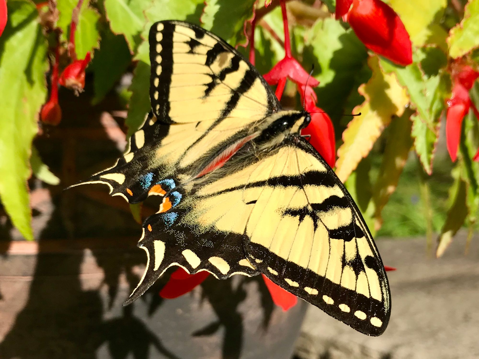 Innocent Dreams: Author Update, August 2020
