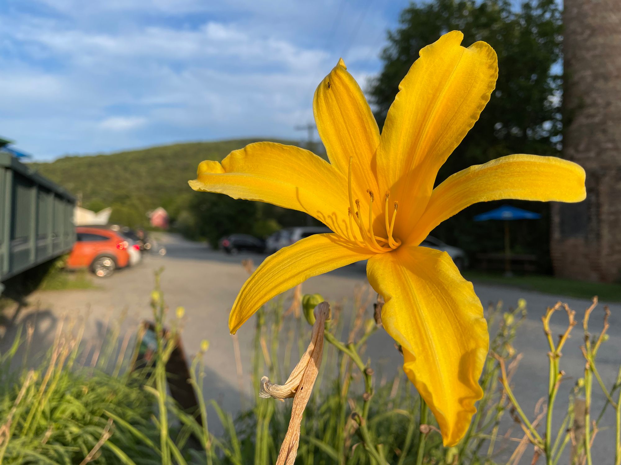Innocent Dreams: Author Update, August 2021